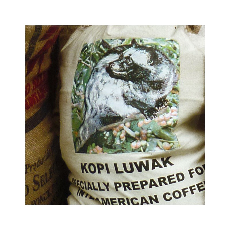 indonesia-kopi-luwak-2